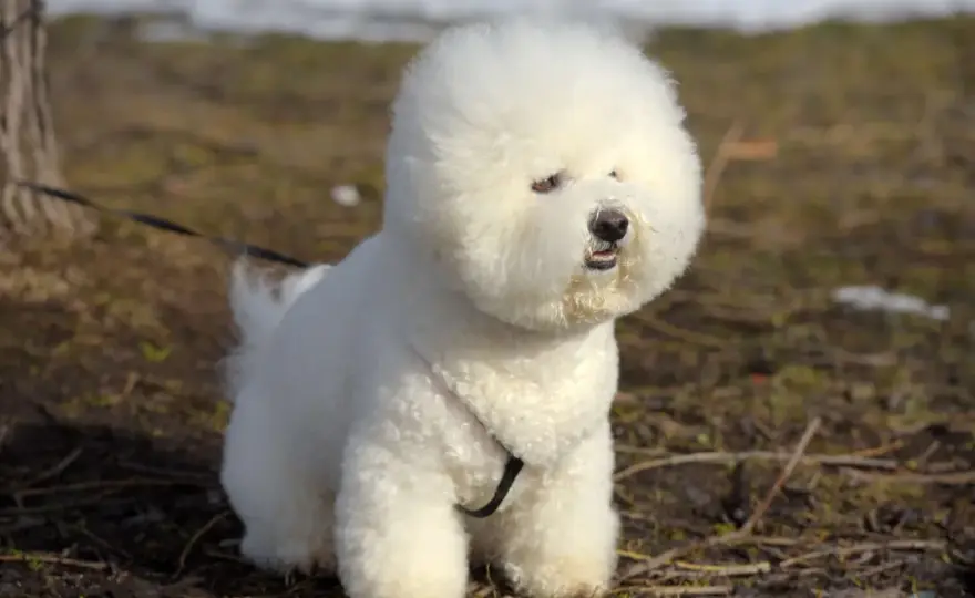 Bichon frisé - charakter, pielęgnacja i zdrowie rasy