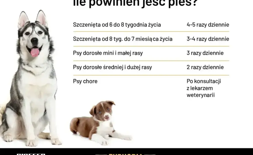 Ile razy dziennie karmić psa? Zasady dla każdego wieku
