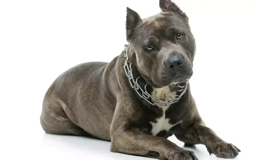 Ile waży amstaff? Waga, wzrost i ocena sylwetki