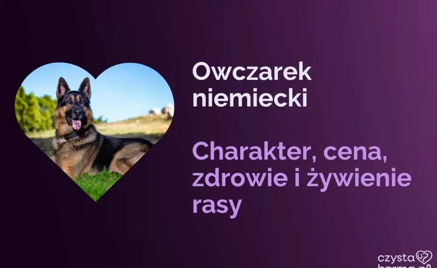 Jaka karma dla owczarka niemieckiego? Praktyczny poradnik