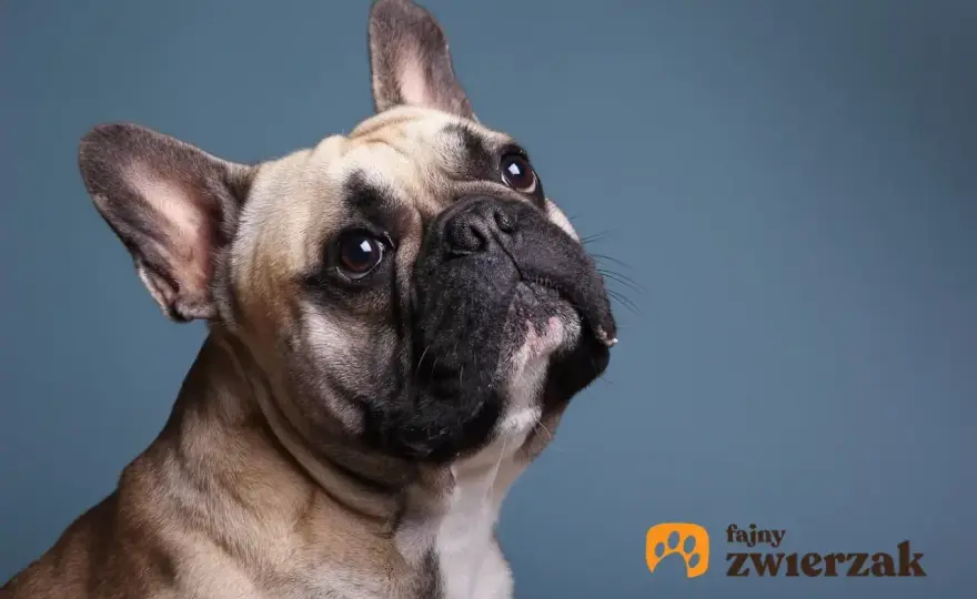 Ile powinien ważyć buldog francuski? Normy i ocena sylwetki