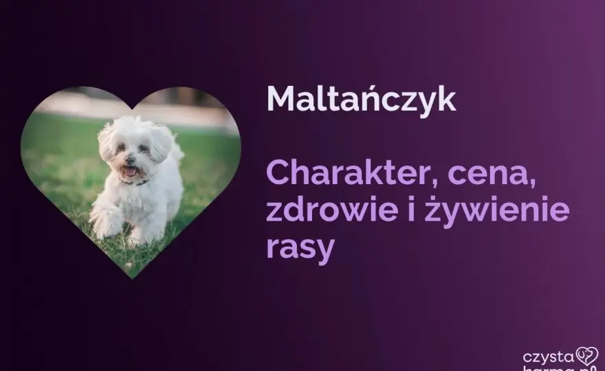 Maltańczyk bez tajemnic - charakter, pielęgnacja i zdrowie