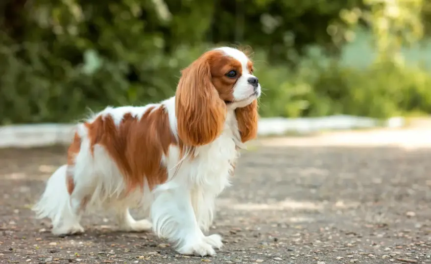 Cavalier king charles spaniel - charakter, zdrowie i koszty