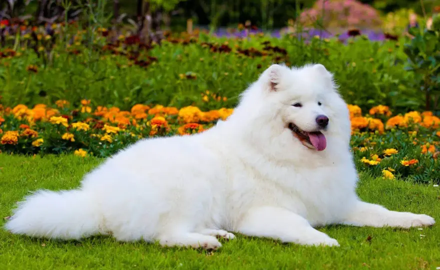 Czarny samojed - czy taka odmiana rasy naprawdę istnieje?