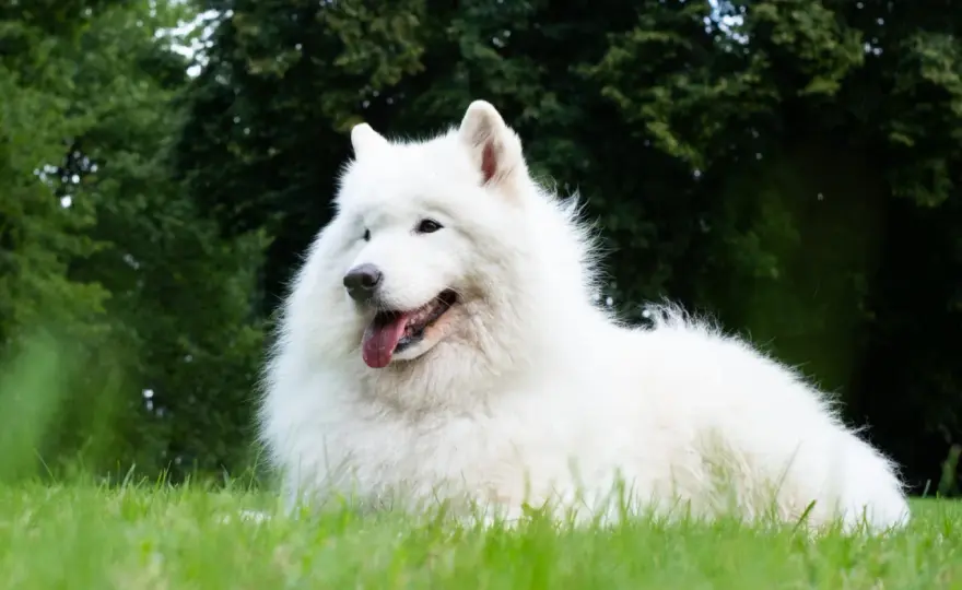 Samojed - charakter, potrzeby i wyzwania wychowania