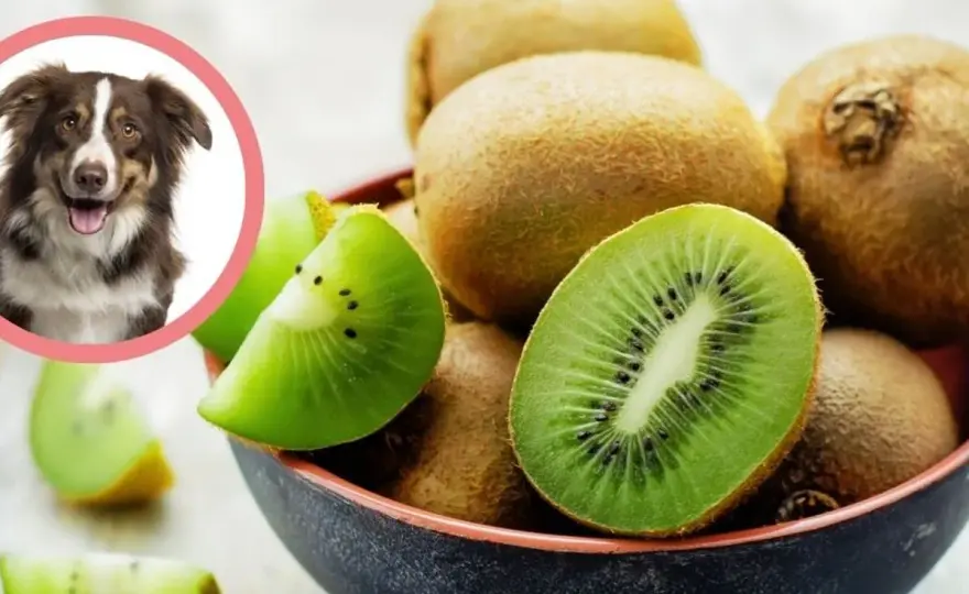 Czy pies może jeść kiwi? Zasady bezpiecznego podania