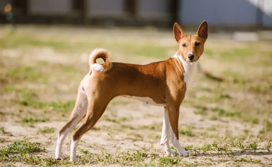 Basenji i jego charakter. Czy to pies dla ciebie?