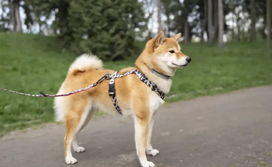 Shiba inu - charakter, szkolenie i koszty życia z rasą