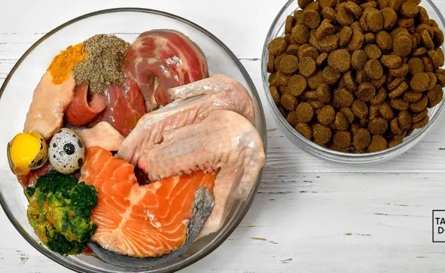 Zdrowe żywienie psa - karma, przysmaki i dieta domowa