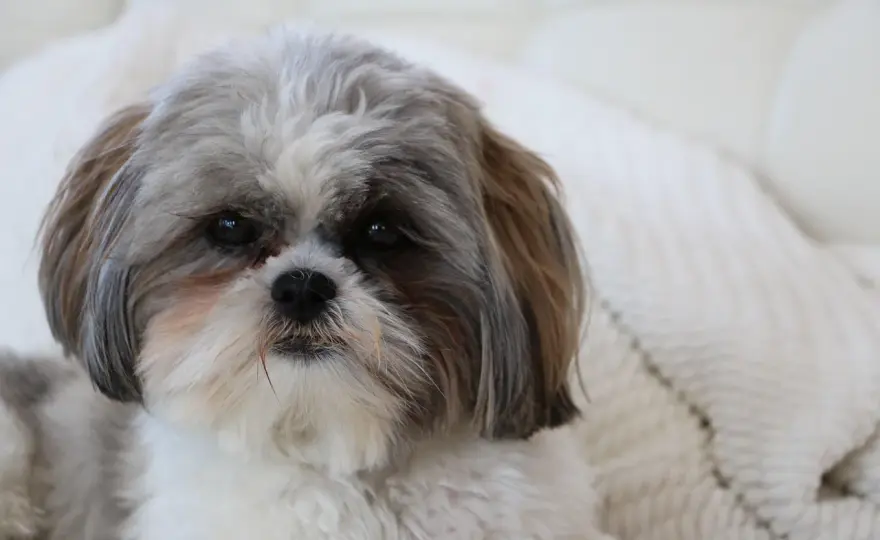 Ile powinien ważyć shih tzu? Sprawdź prawidłową sylwetkę
