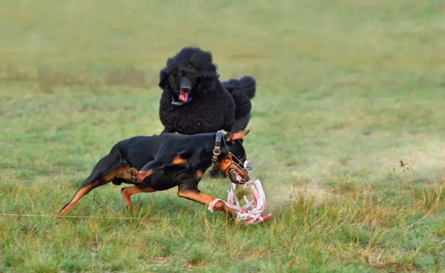 Doberman agresywny? Skąd bierze się problem i co robić