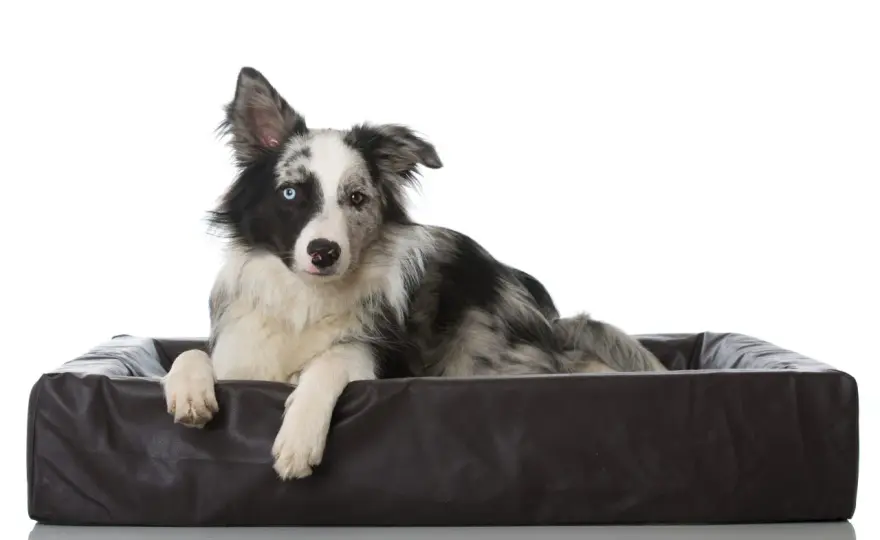 Czy border collie jest agresywny? Poznaj przyczyny reakcji