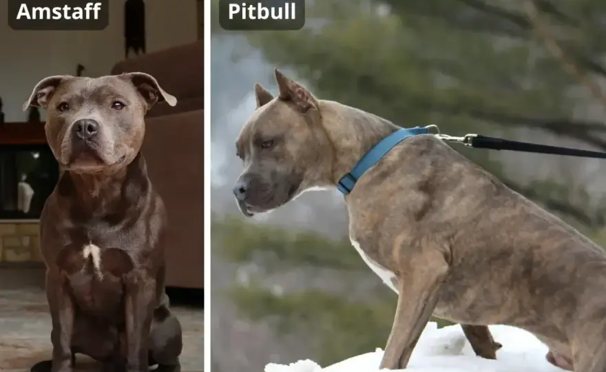 Staffik czy amstaff? Najważniejsze różnice i wybór psa