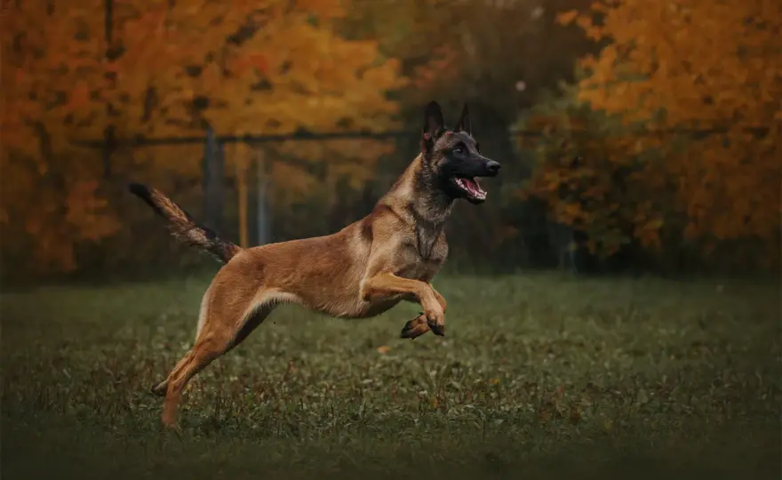 Owczarek malinois - charakter, potrzeby i koszty