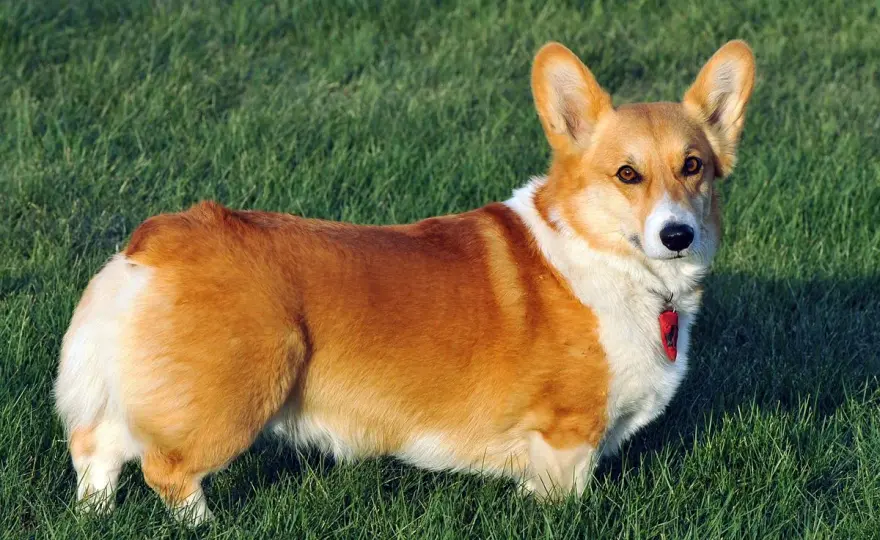 Ile żyje corgi? Pembroke i Cardigan oraz zasady zdrowia