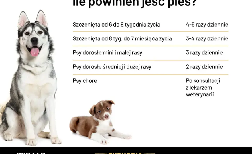 Ile karmy powinien jeść szczeniak? Praktyczne dawki