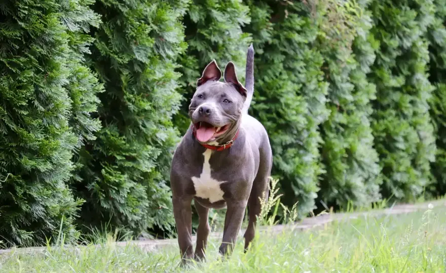 Siła ugryzienia pitbulla - fakty, PSI i mit blokujących szczęk