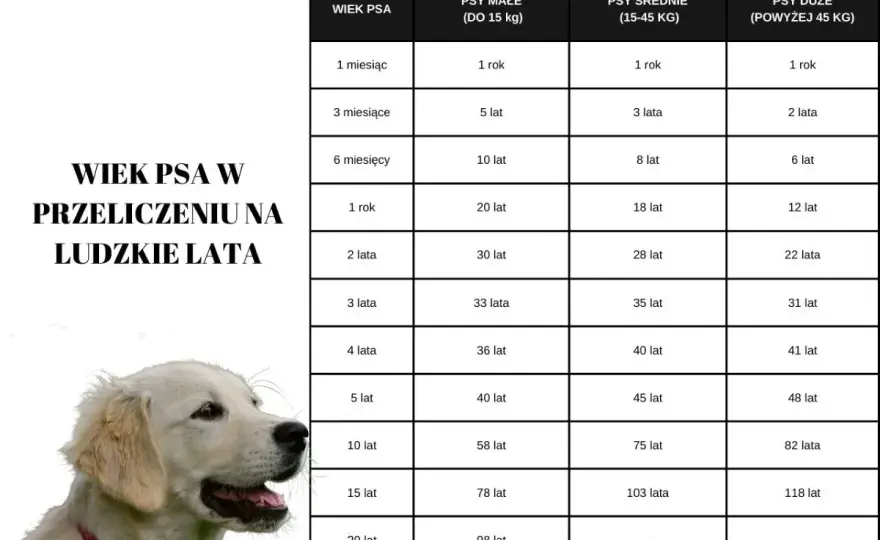 Ile żyje golden retriever? Zdrowie i długość życia