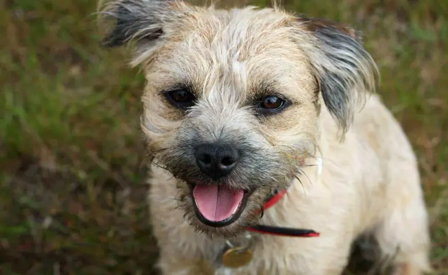 Border terrier - charakter, potrzeby i zdrowie rasy