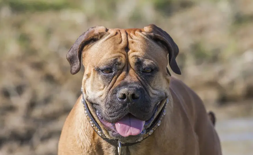 Czy bullmastiff jest agresywny? Charakter, wychowanie i relacje