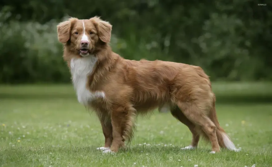 Retriever z Nowej Szkocji, czyli toller - charakter i potrzeby