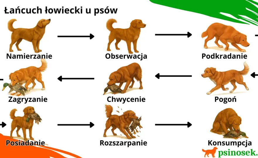 Łańcuch łowiecki psa - jak przerwać pogoń i trenować?