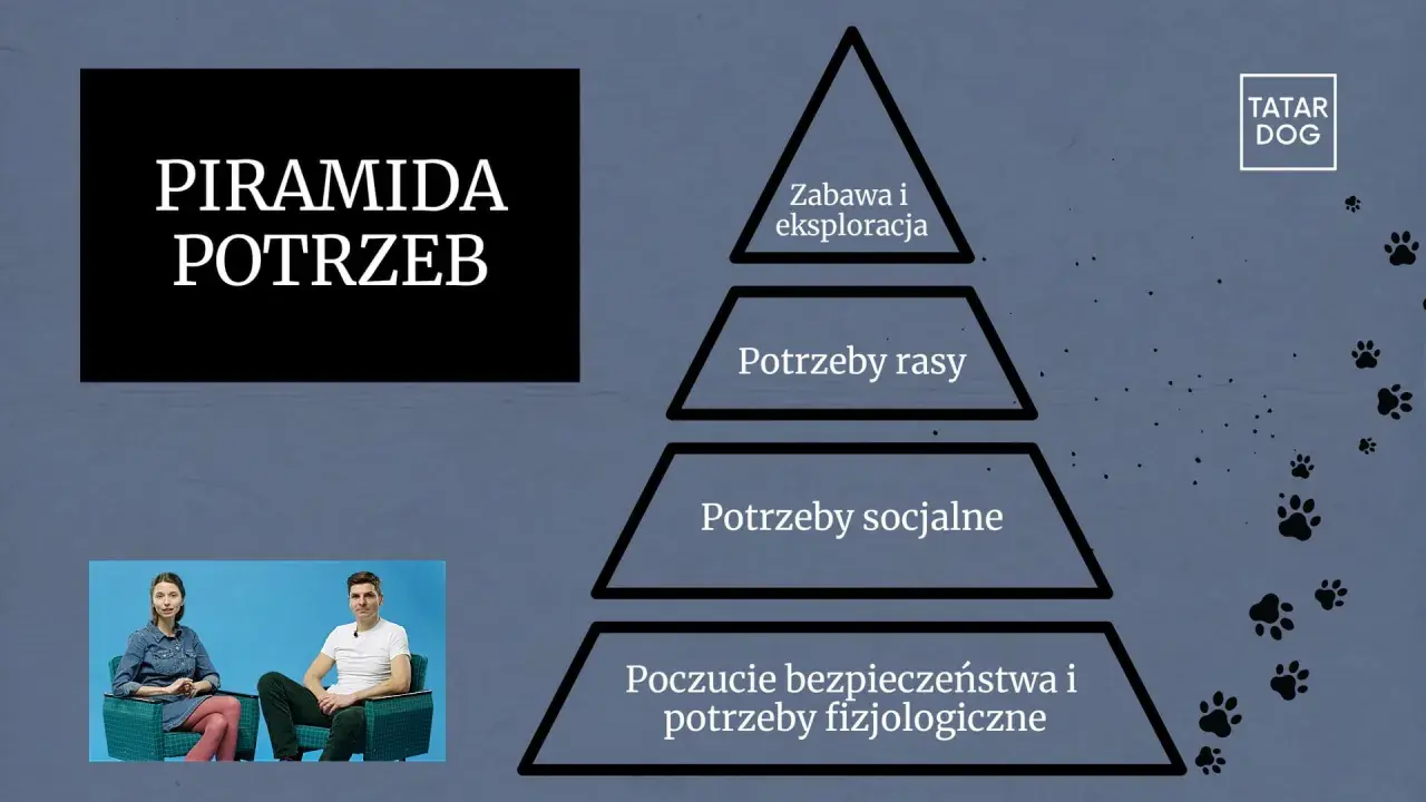 Piramida potrzeb psa: zabawa, potrzeby rasy, socjalne, bezpieczeństwo i fizjologiczne.