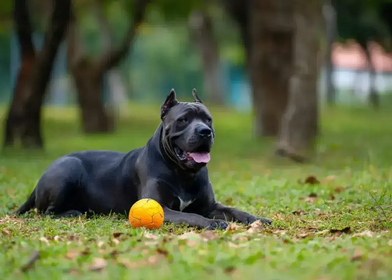 Potężny pies rasy cane corso leży na trawie obok pomarańczowej piłki. Jego waga świadczy o sile i budowie.