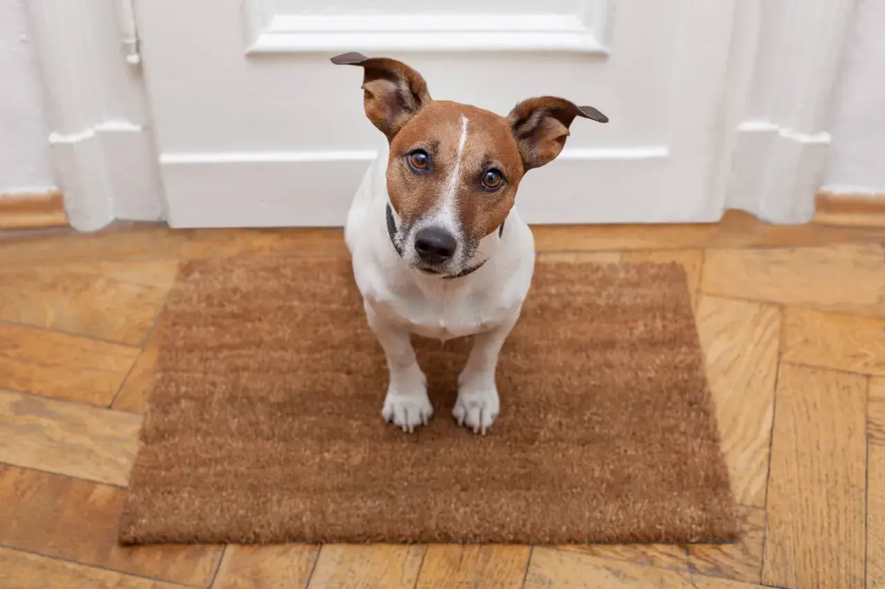 Jack Russell na wycieraczce, spokojny piesek, który przechodzi odwrażliwianie psa na dźwięki.