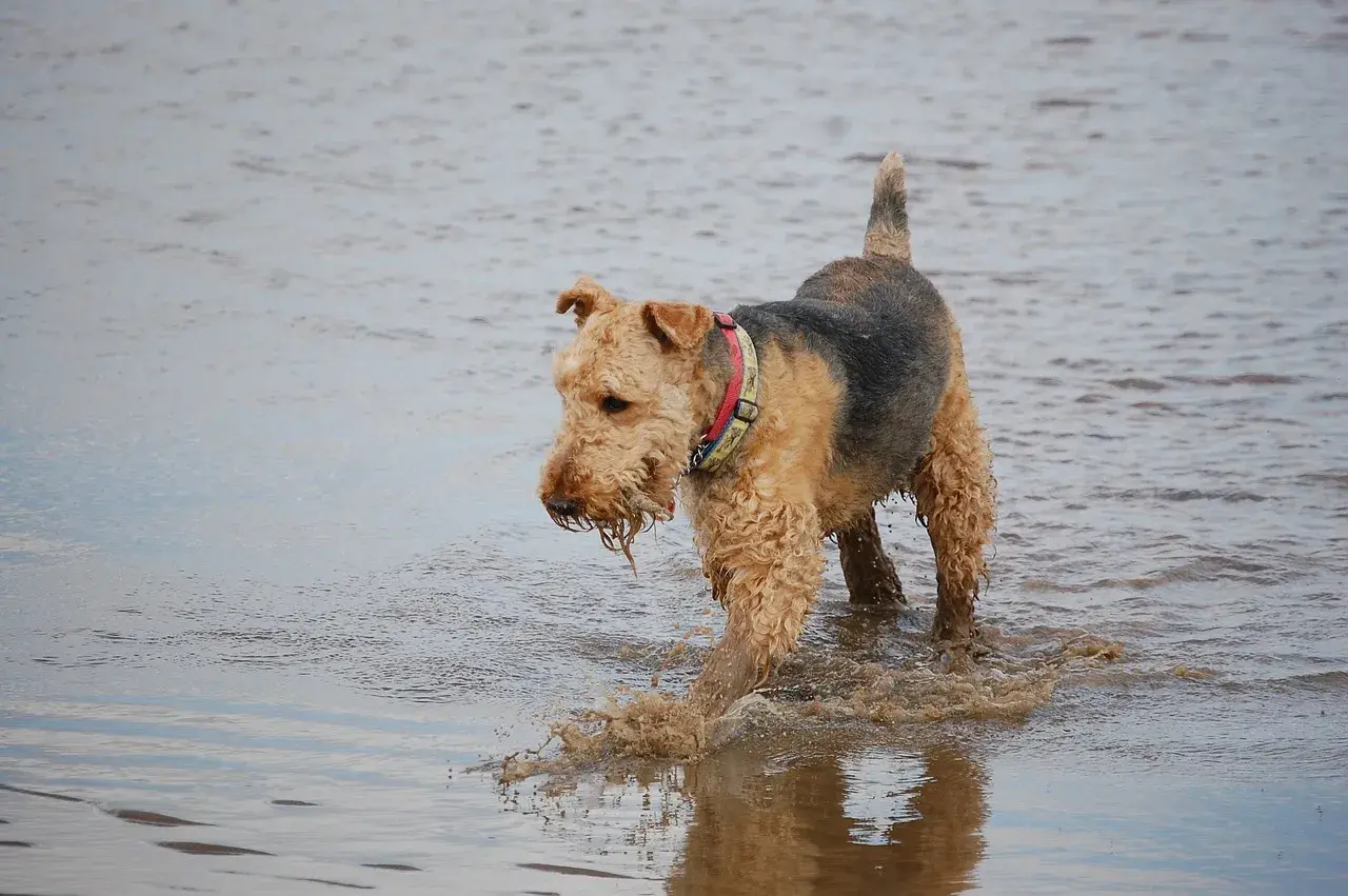 Radosny airedale terrier brodzi w wodzie, rozpryskując błoto.