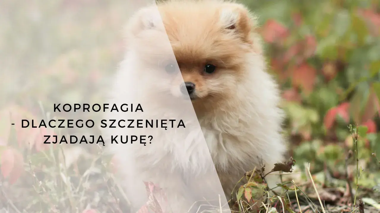Uroczy szczeniak, który zjada swoje odchody, budzi pytania o koprofagię u młodych psów.