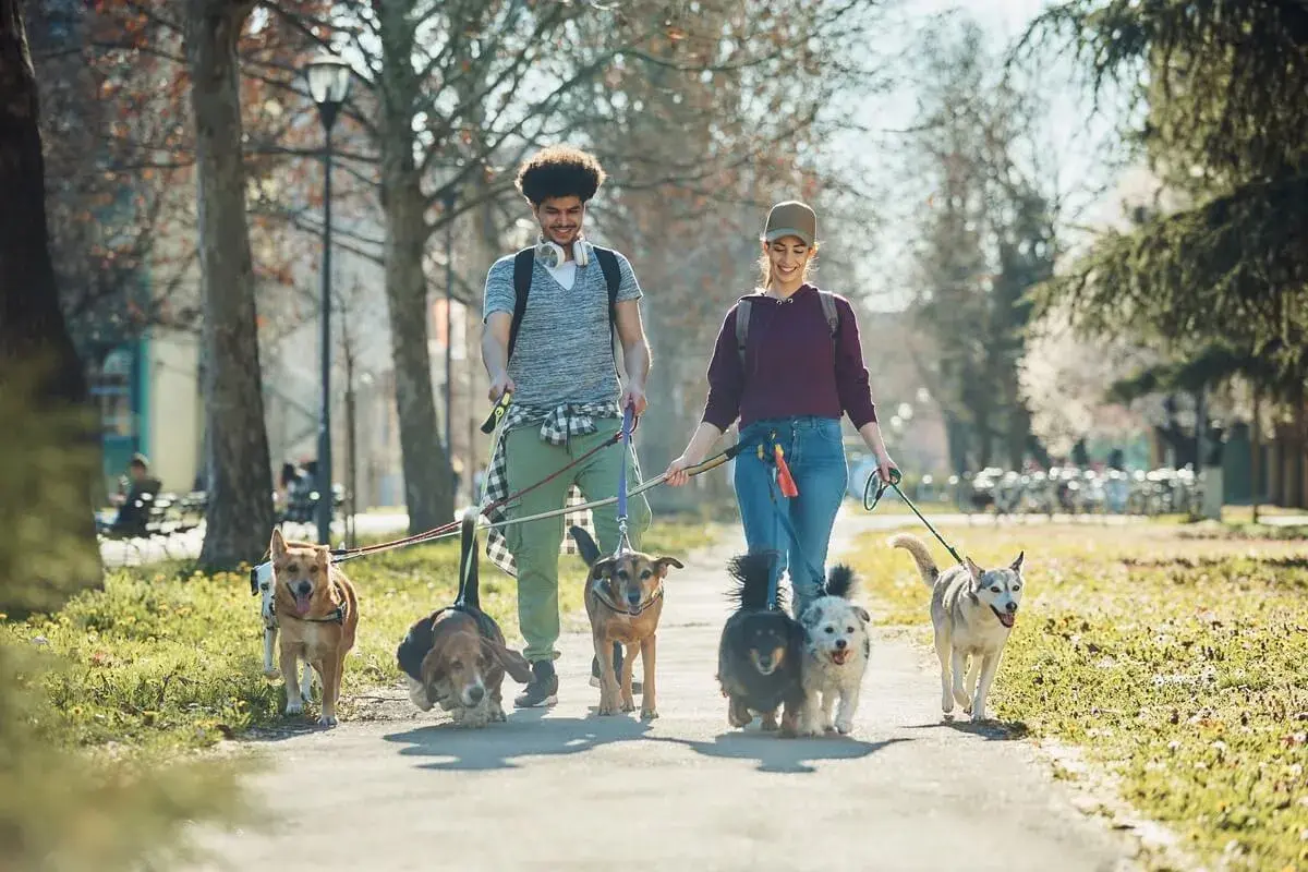 Para, gdzie na spacer z psem okolice Krakowa? Młodzi ludzie prowadzą grupę psów przez park w słoneczny dzień.