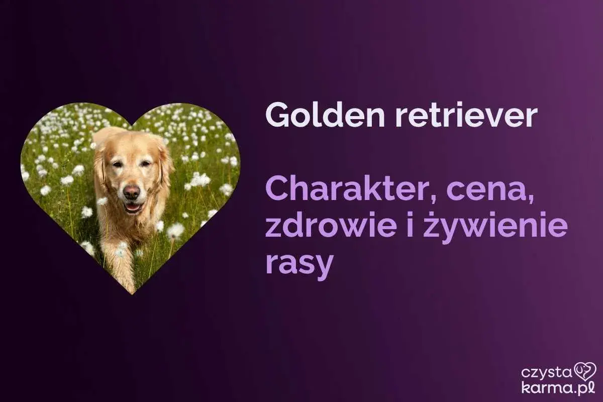 Golden retriever w sercu pola kwiatów. Dowiedz się, jaka karma dla goldena jest najlepsza, poznaj jego charakter, zdrowie i cenę.