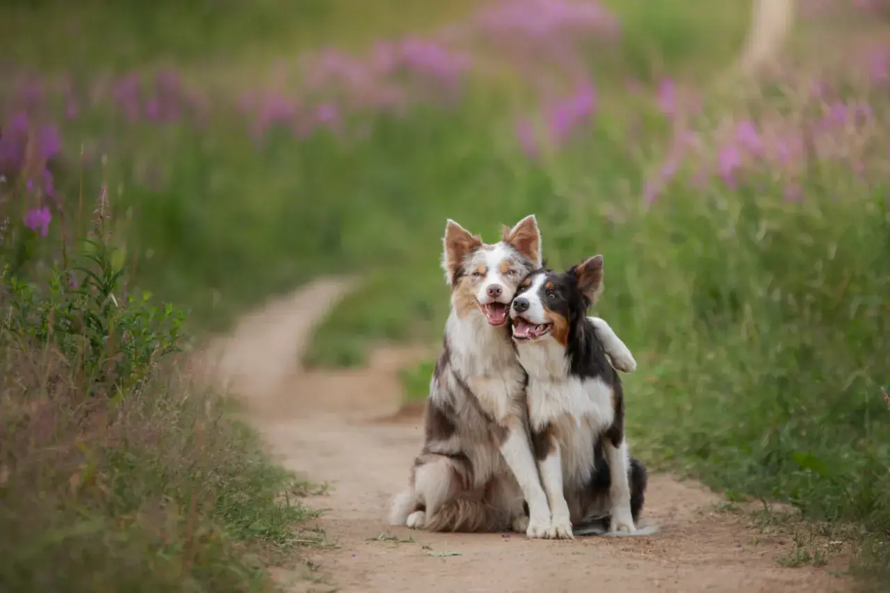 Dwa border collie przytulają się na ścieżce. Ile żyje border collie? Średnio 10-17 lat, ale te psy wyglądają na szczęśliwe i zdrowe!