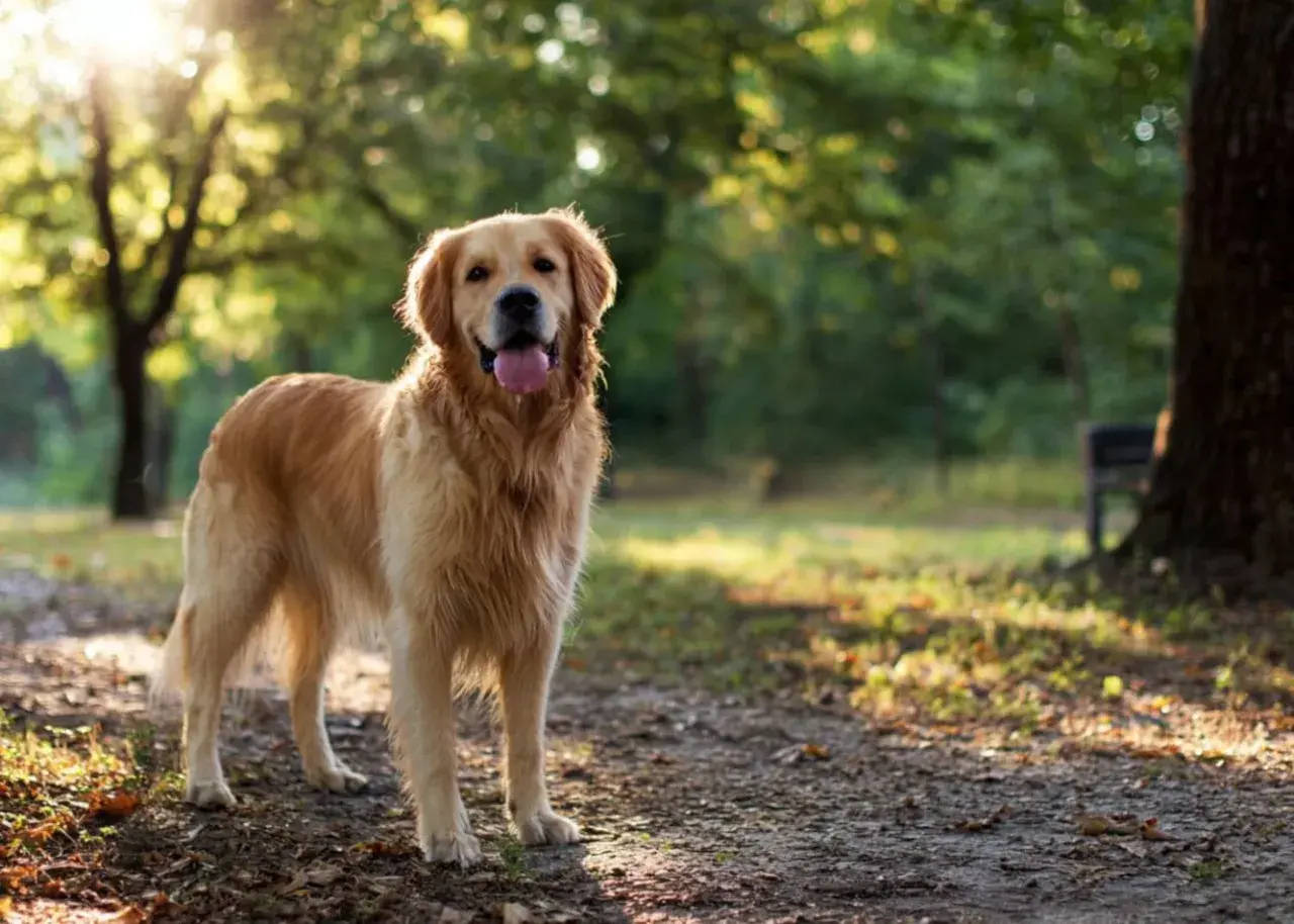 Uśmiechnięty golden retriever w parku. Czy golden retriever jest agresywny? Ten piesek z pewnością nie!