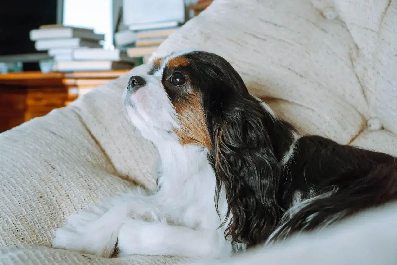 Cavalier King Charles Spaniel, jeden z tych psów które nie szczekają, leży na kanapie, wpatrzony w dal.