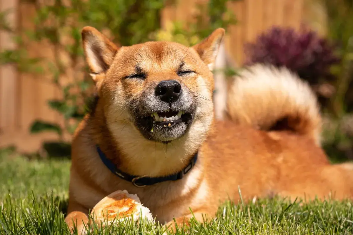 Shiba Inu z zamkniętymi oczami gryzie kawałek chleba, jakby odpowiadając na pytanie, czy psy mogą jeść chleb.