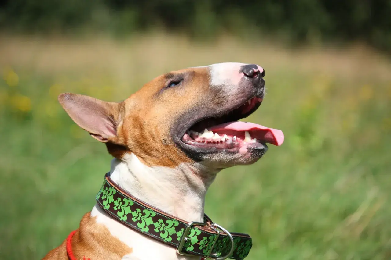 Bull terrier, jedna z groźnych ras psów, z językiem na wierzchu, w zielonej obroży z ozdobnym wzorem.