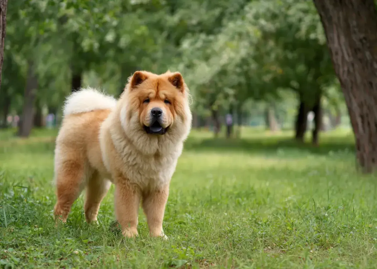 Puszysty chow chow z dumą pozuje na tle zielonego parku.