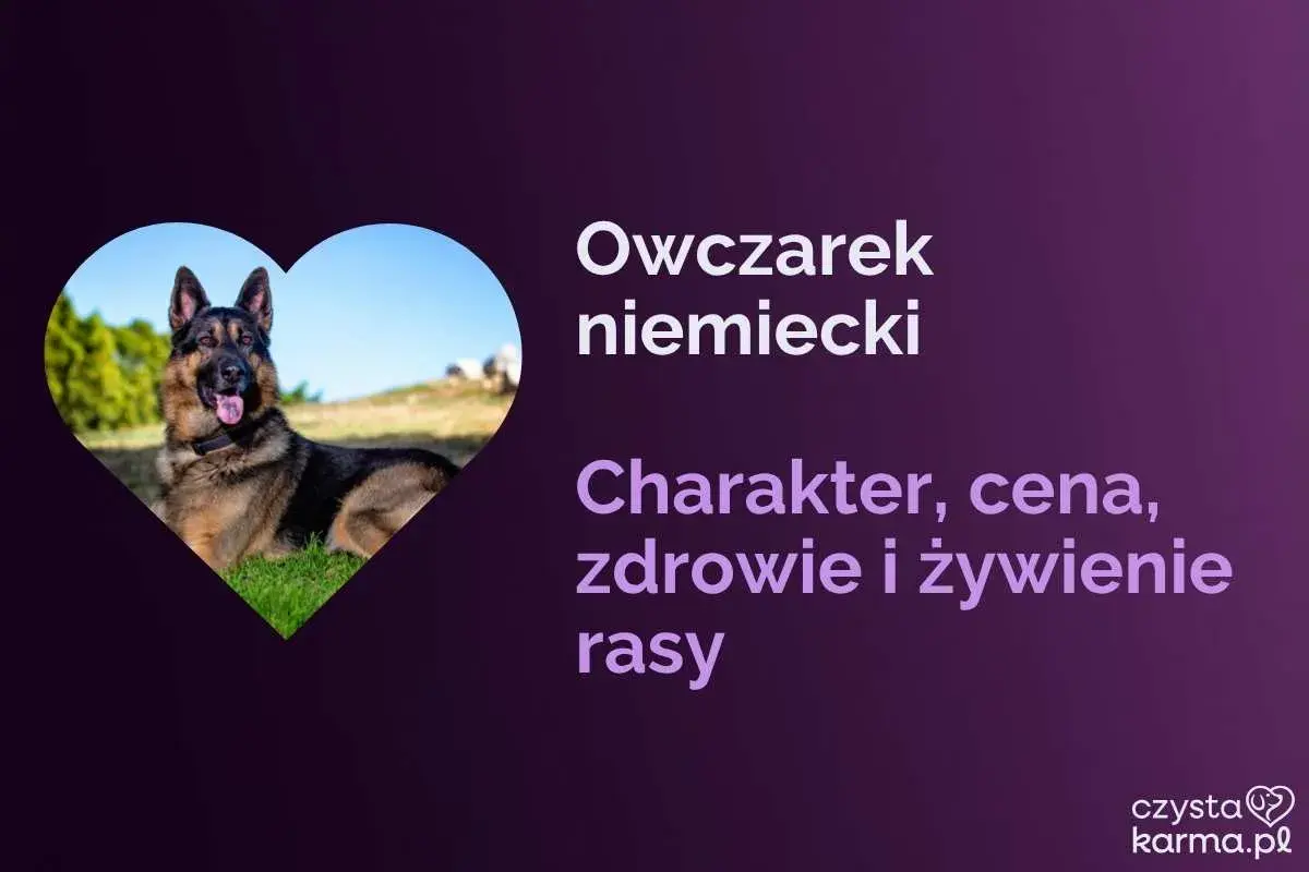 Owczarek niemiecki w sercu. Dowiedz się, jaka karma dla owczarka niemieckiego jest najlepsza, poznaj jego charakter, zdrowie i cenę.