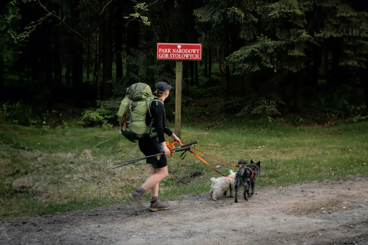 Woliński Park Narodowy z psem to wspaniała przygoda. Turystka z plecakiem i dwoma psami na smyczy przemierza leśną ścieżkę.