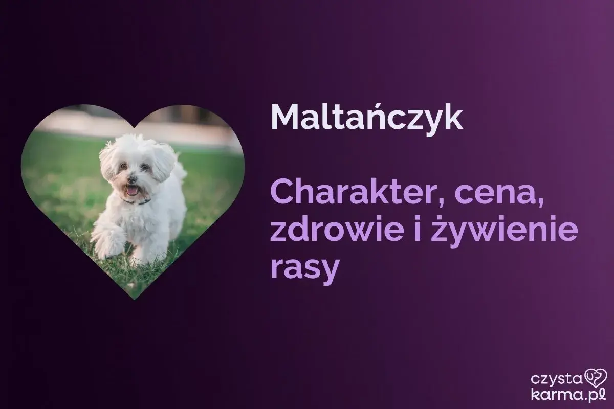 Uroczy piesek rasy maltańczyk biegnie po trawie. Tekst informuje o charakterze, cenie, zdrowiu i żywieniu tej rasy.