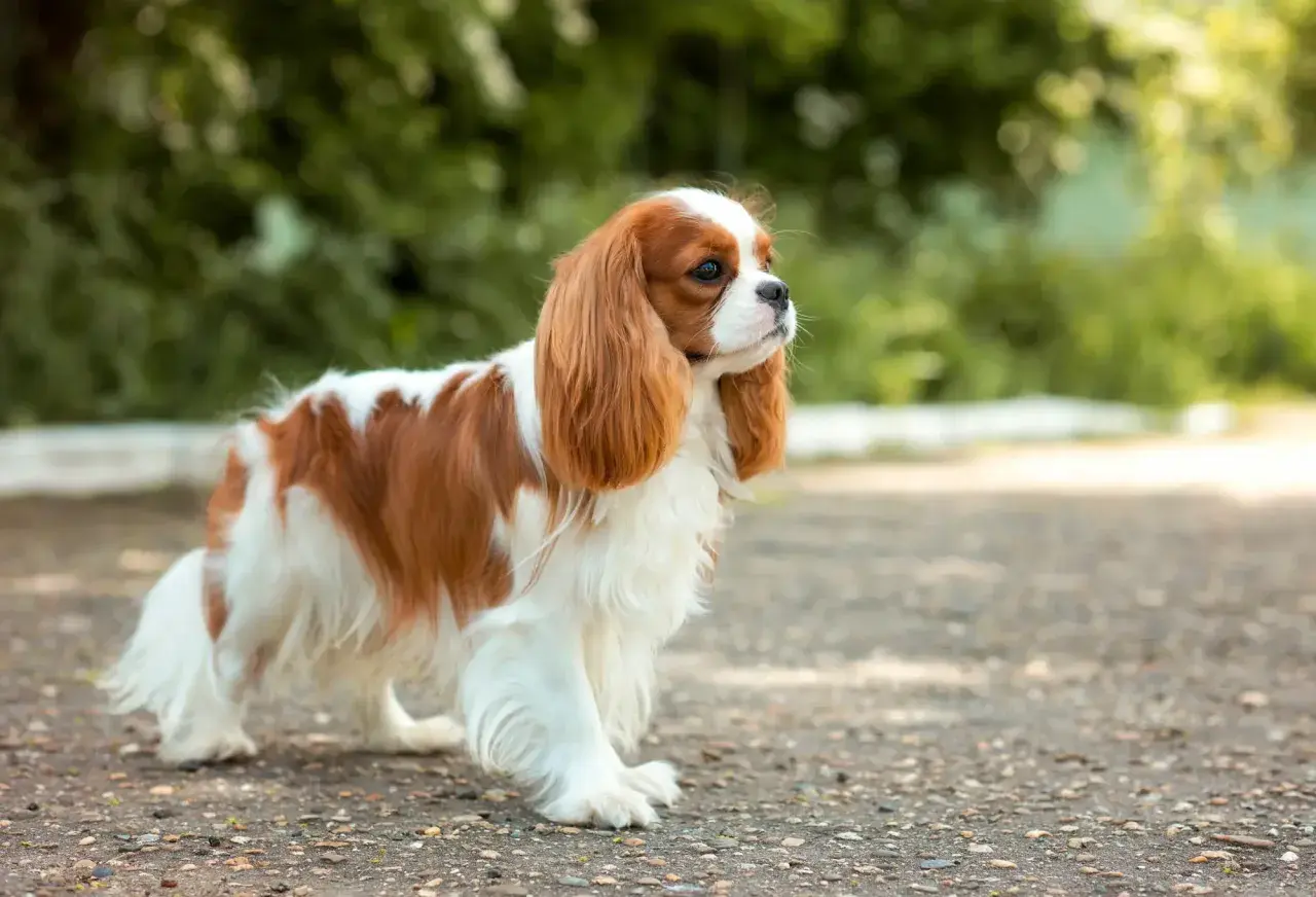 Uroczy cavalier king charles spaniel o rudych łatach na białym futrze, spacerujący po kamienistej ścieżce wśród zieleni.