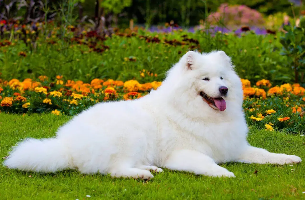 Biały samoyed czarny, leżący na trawie wśród kwitnących kwiatów, wygląda jak śnieżna chmurka.