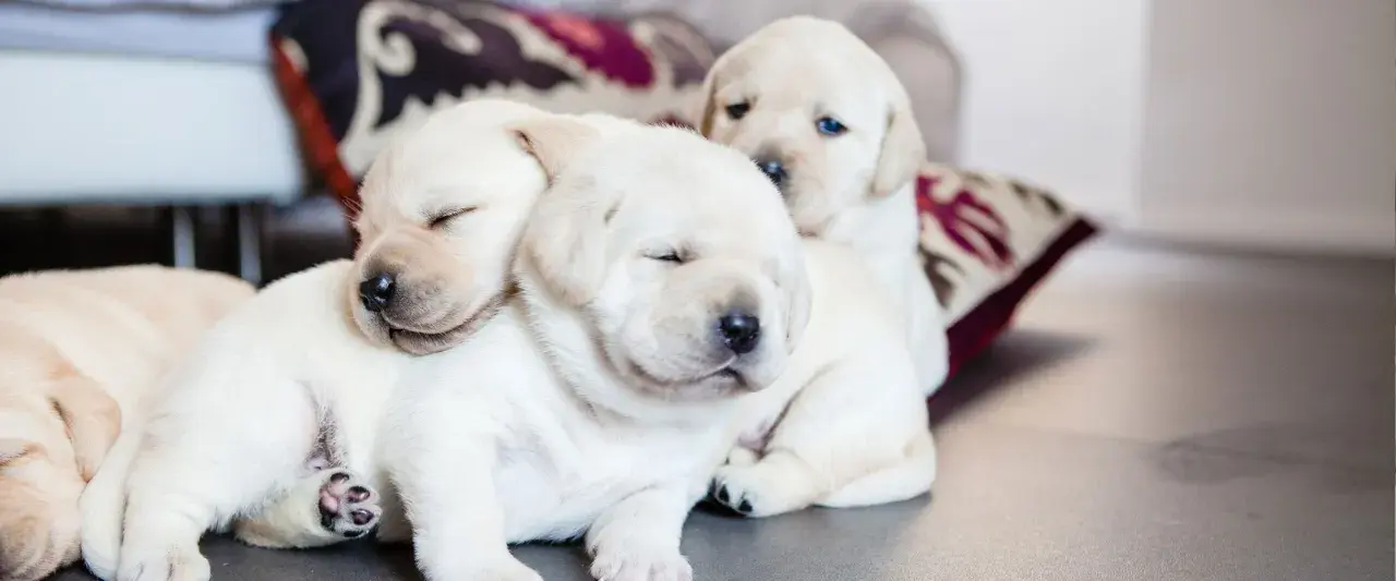 Trzy śpiące szczenięta labradora wtulone w siebie. Widać ich przyrost wagi, są okrągłe i słodkie.