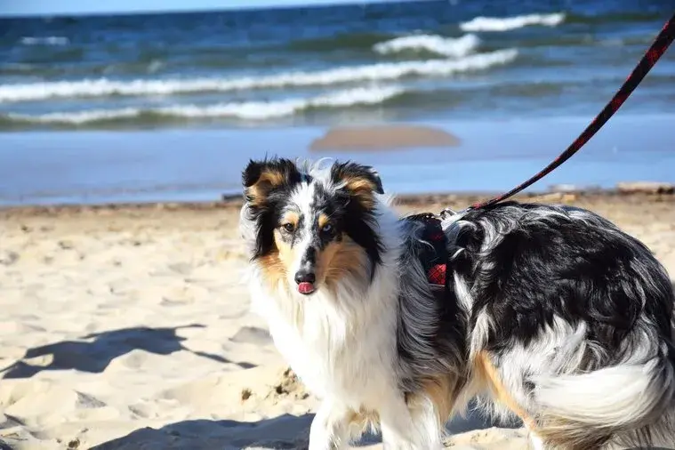 Piękny owczarek szetlandzki, zwany też szkockim, z tęczowymi oczami na plaży.