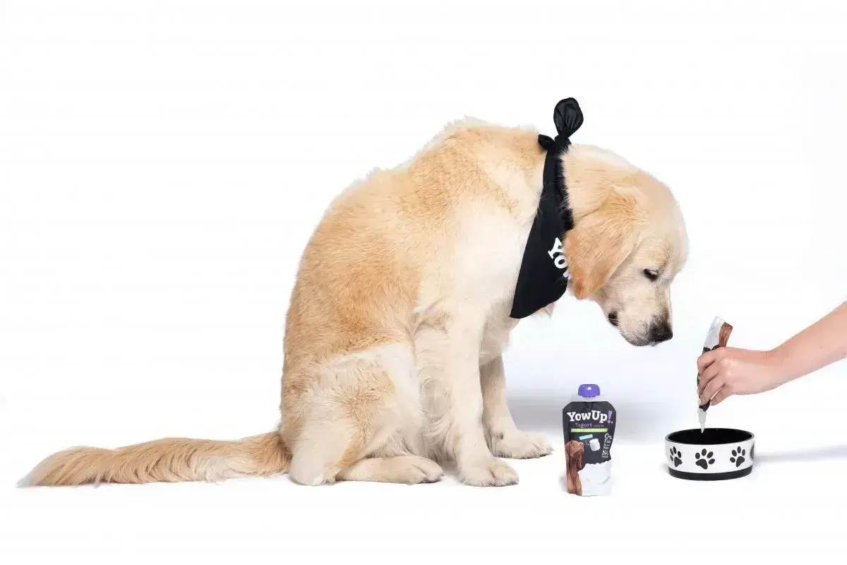 Złoty retriever w bandanie zastanawia się, czy pies może jeść jogurt naturalny. Obok stoi opakowanie jogurtu i miska.