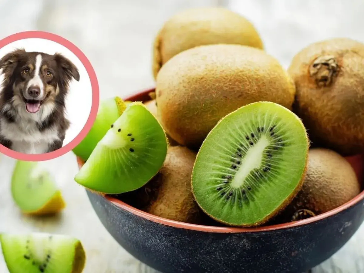 Uśmiechnięty piesek zastanawia się, czy pies może jeść kiwi. W misce świeże owoce kiwi, niektóre pokrojone.