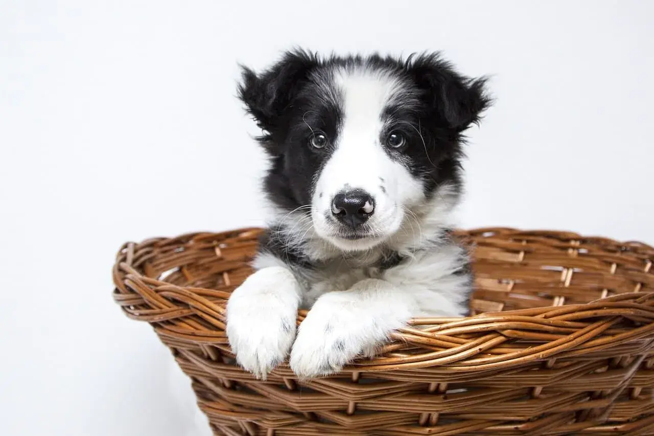 Uroczy szczeniak rasy border collie w koszyku. Idealny przykład pięknych psów z hodowli.