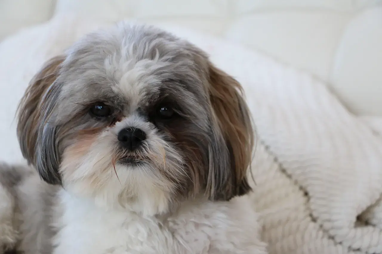 Uroczy shih tzu z puszystą sierścią, idealna waga dla tej rasy.